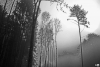 morning mist and infrared